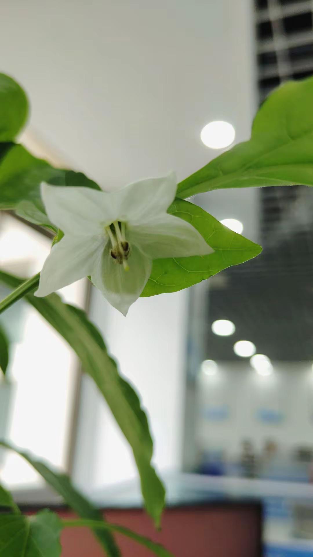 你能叫出它的名字吗韭菜无公害蔬菜日常分亨农村生活