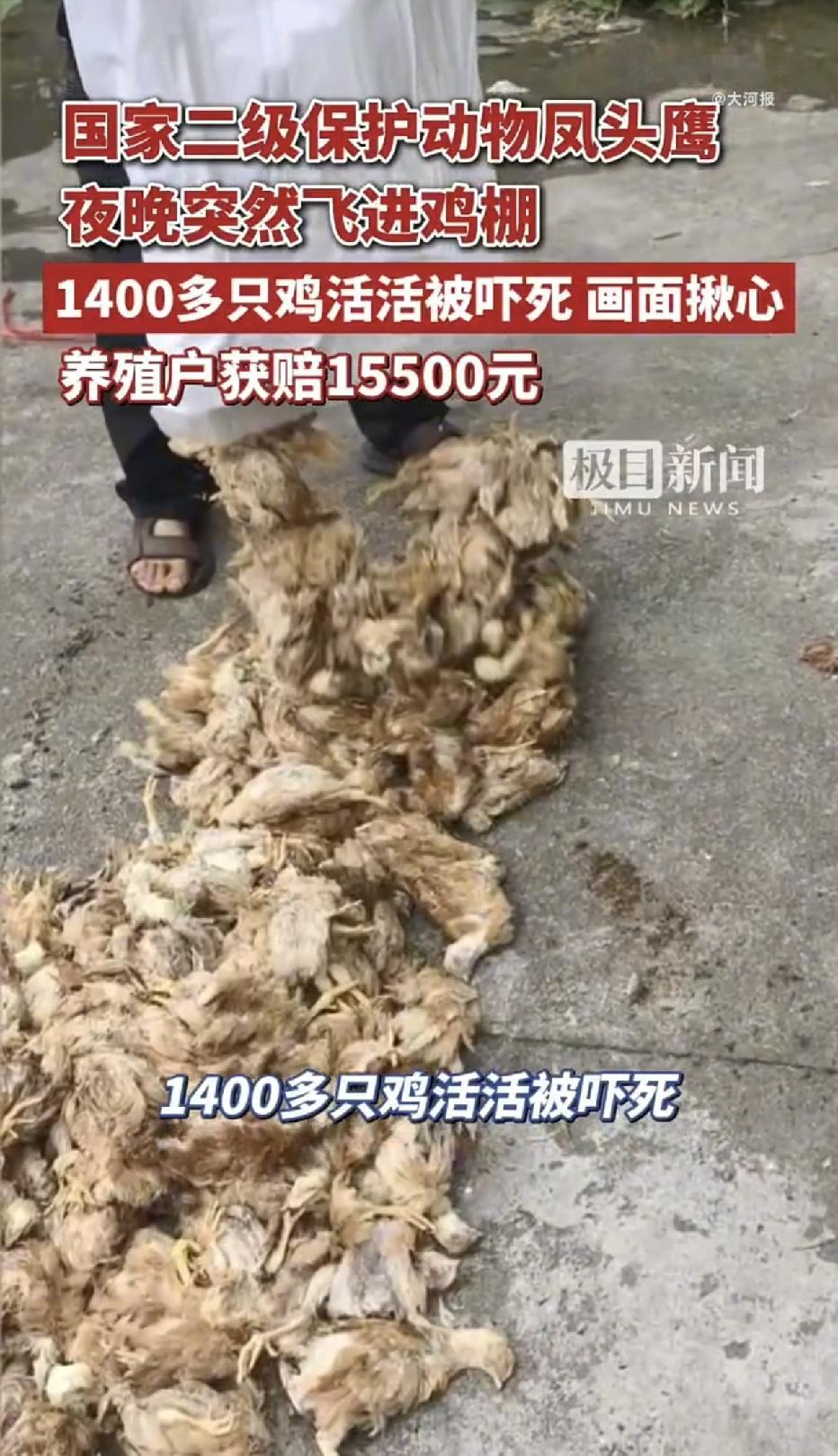 浙江衢州，一养殖场里半夜闯进来一只凤头鹰，密闭的鸡棚里，上千只鸡因为受到惊吓四处