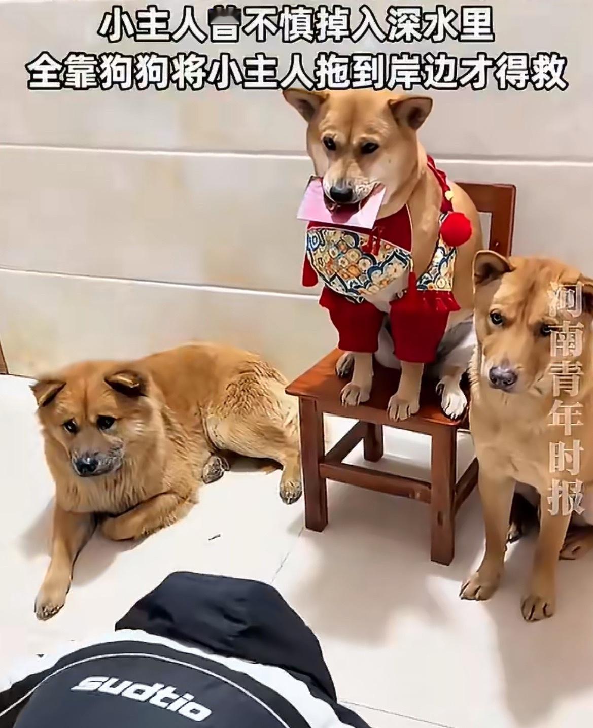 一个小主人给狗狗磕头拜年的视频看哭了不少人。曾经他不慎失足掉进深水塘里，眼看就要