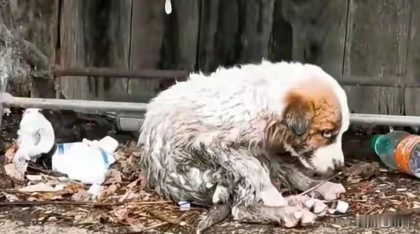 太可怜了！这天一位小姐姐去散步，结果在公园的角落看到了一只非常可怜的流浪狗，它的