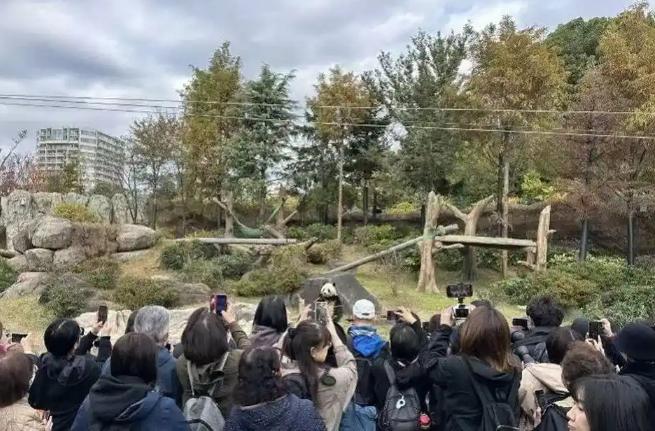 中日关系又降到了冰点！美国专家透露了一个让人震惊的内情：日本故意招惹熊猫，其实是