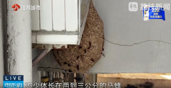 “太幸运了！”江苏南京，一男子家里的缅因猫行为异常，老是盯着窗外看，可当他顺着猫