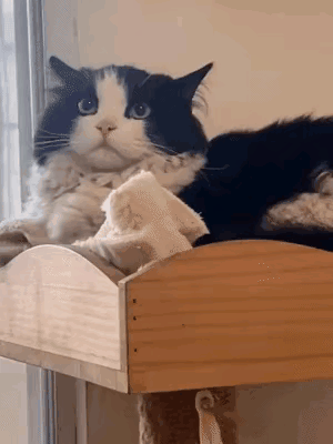 真假难辨的AI[无奈吐舌]