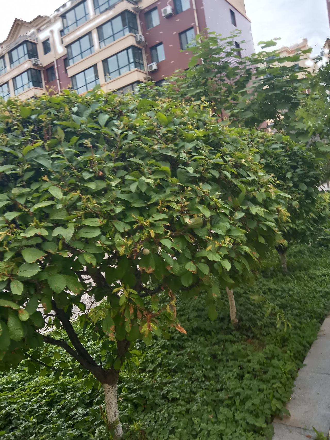 绿意盎然的小道，静谧的午后时光，走在小区射荫道上，真是一种享受啊！绿树间漫步影像