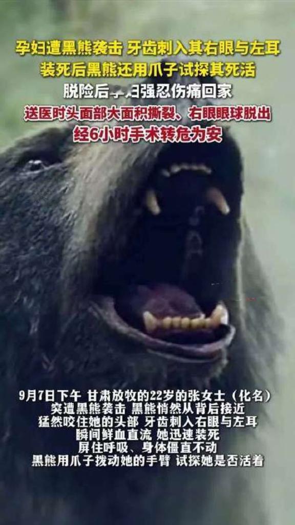 甘肃22岁孕妇放牧时突遭黑熊袭击，头面部撕裂、右眼脱出，生死关头装死保命。丈夫驱