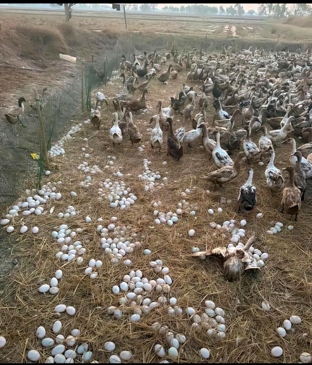 这种散养鸭一天能下这么多的蛋，真的让养殖人高兴，让我们外人震撼！