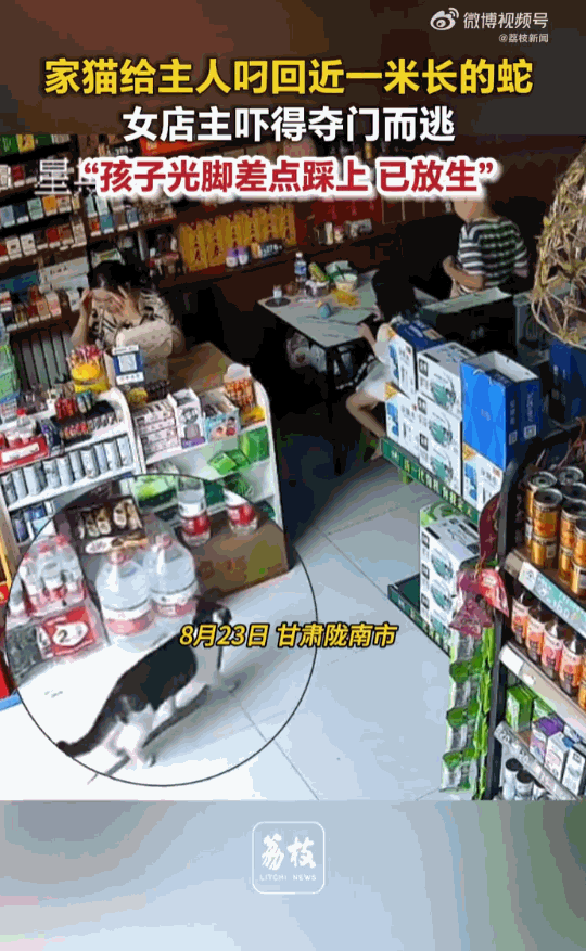 初生牛犊不怕虎！甘肃陇南，一女子正搁店里安安静静看店看手机呢，结果自家养的那只才
