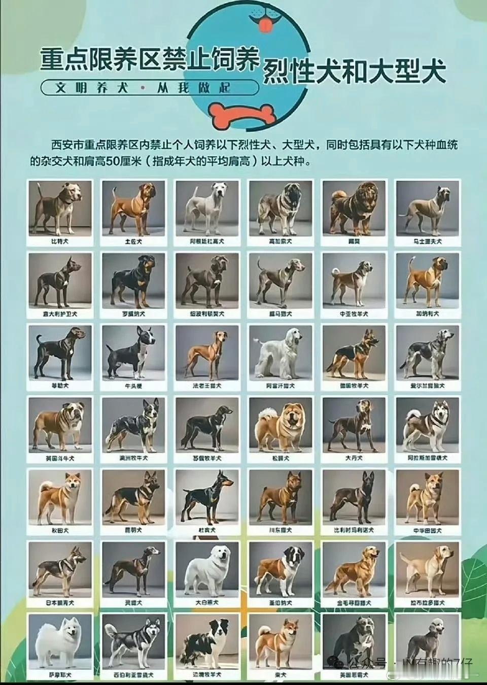 中华田园犬禁养其他方面暂不做过多评判。在禁养犬相关图片里，拉布拉多与金毛常被用