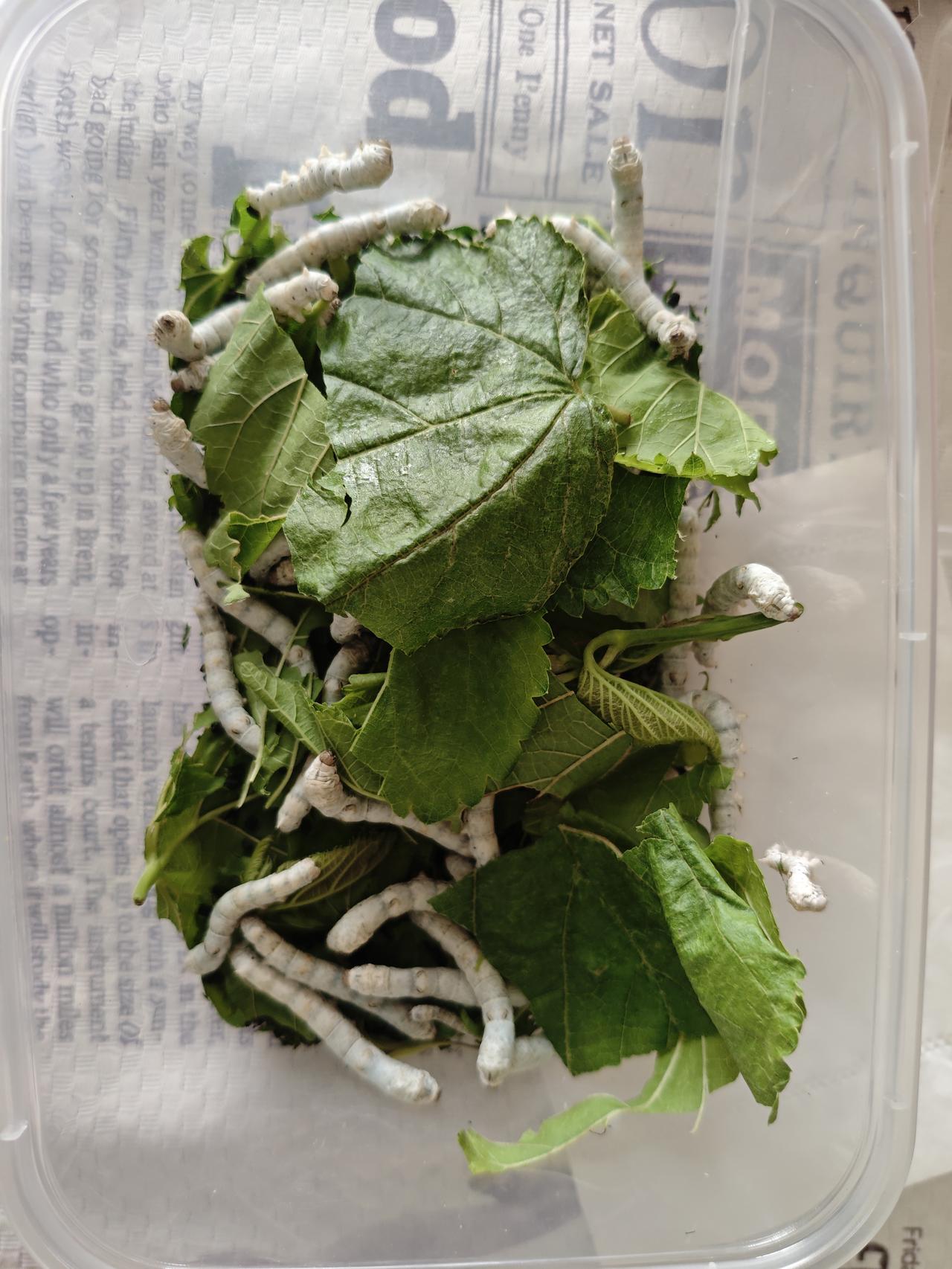 你是这样的80后吗？从农村出来的80后小时候应该都有养蚕的经历吧？那时候，一