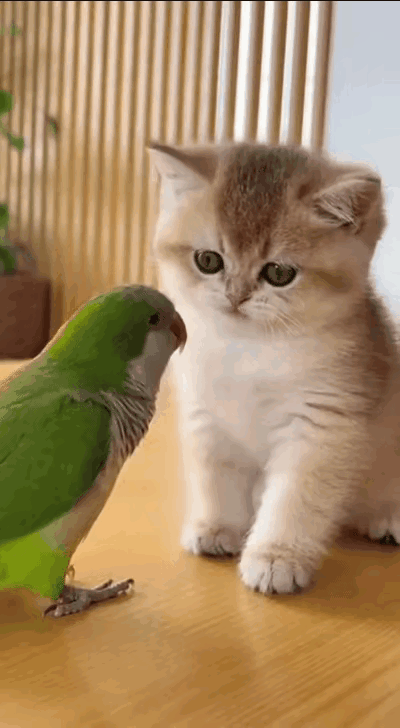 谁能想到啊！俺家小奶猫跟鹦鹉第一次见面，居然不是鸡飞狗跳，而是温