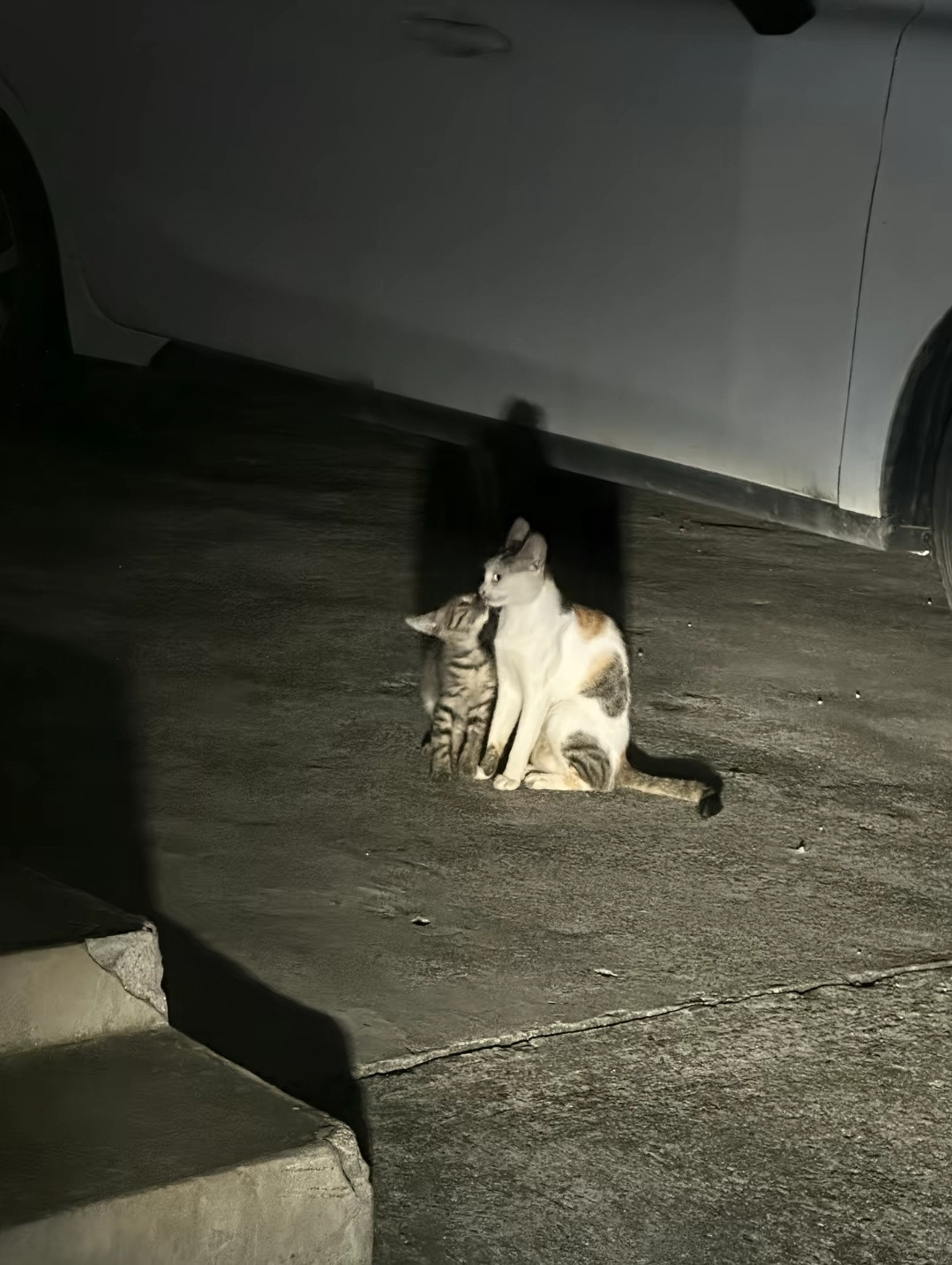 猫妈:就你想偷我孩子啊