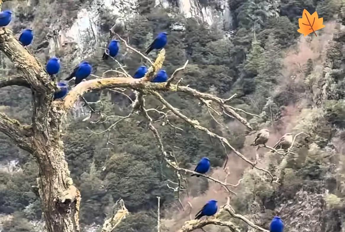 四川雅安的陈大哥上周上山砍柴，走到一棵两人抱的大枯树下时忽然听见枝桠响动，抬头的