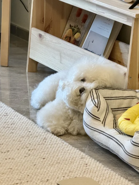 🐶 您呼叫的小狗已关机