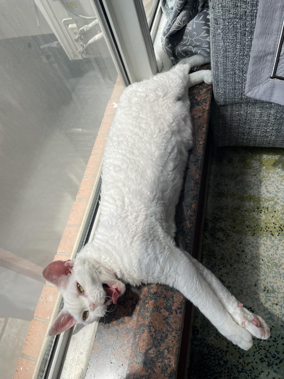 我的今日状态：😁轻松愉快我这里的天气：🌤️多云我家小猫咪的快乐时光又来