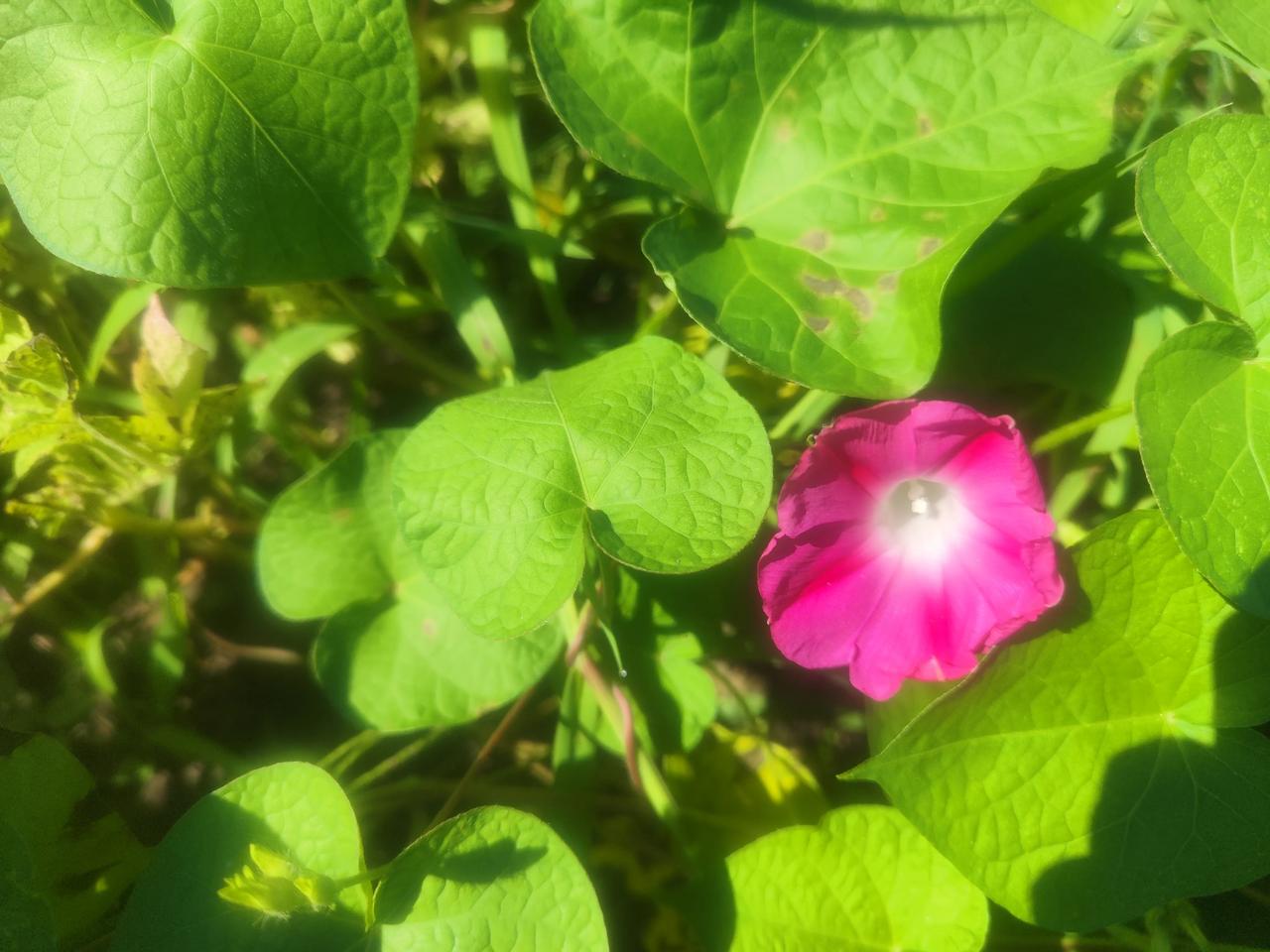 8月8日，新华社发布新华时评《过紧日子要防止执行走样》，直指当下党政机关落实“厉