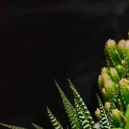 多肉植物的种植方法一、土壤选择多肉植物喜欢疏松、排水良好的土壤，可以选择多肉植物
