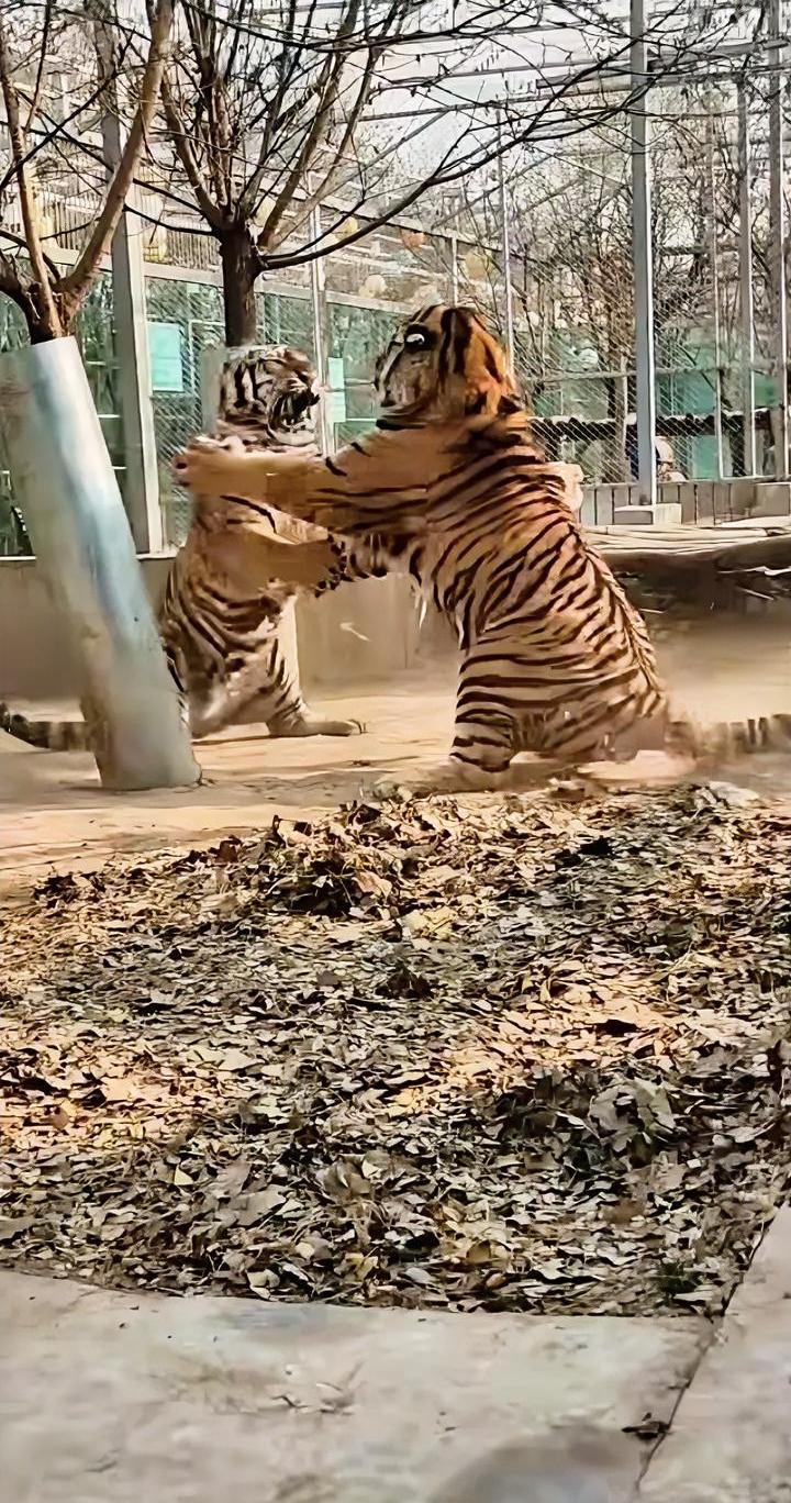 笑不活了！12月16日报道，山西临汾，动物园俩老虎打了起来，游玩的观众一瞅竟站起