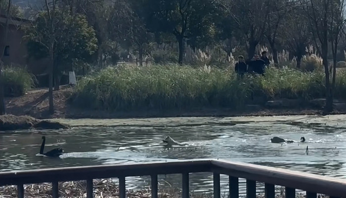 浙江一度假酒店回应“黑天鹅被狗咬死”: 现在要求带狗入住须用牵引绳并禁入大型犬