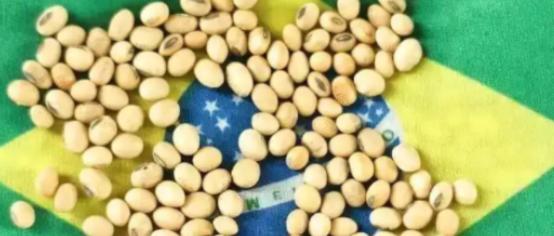 当一船满载6.9万吨巴西大豆的货轮靠泊江苏泰州码头时，谁也没想到，大豆中混入了约