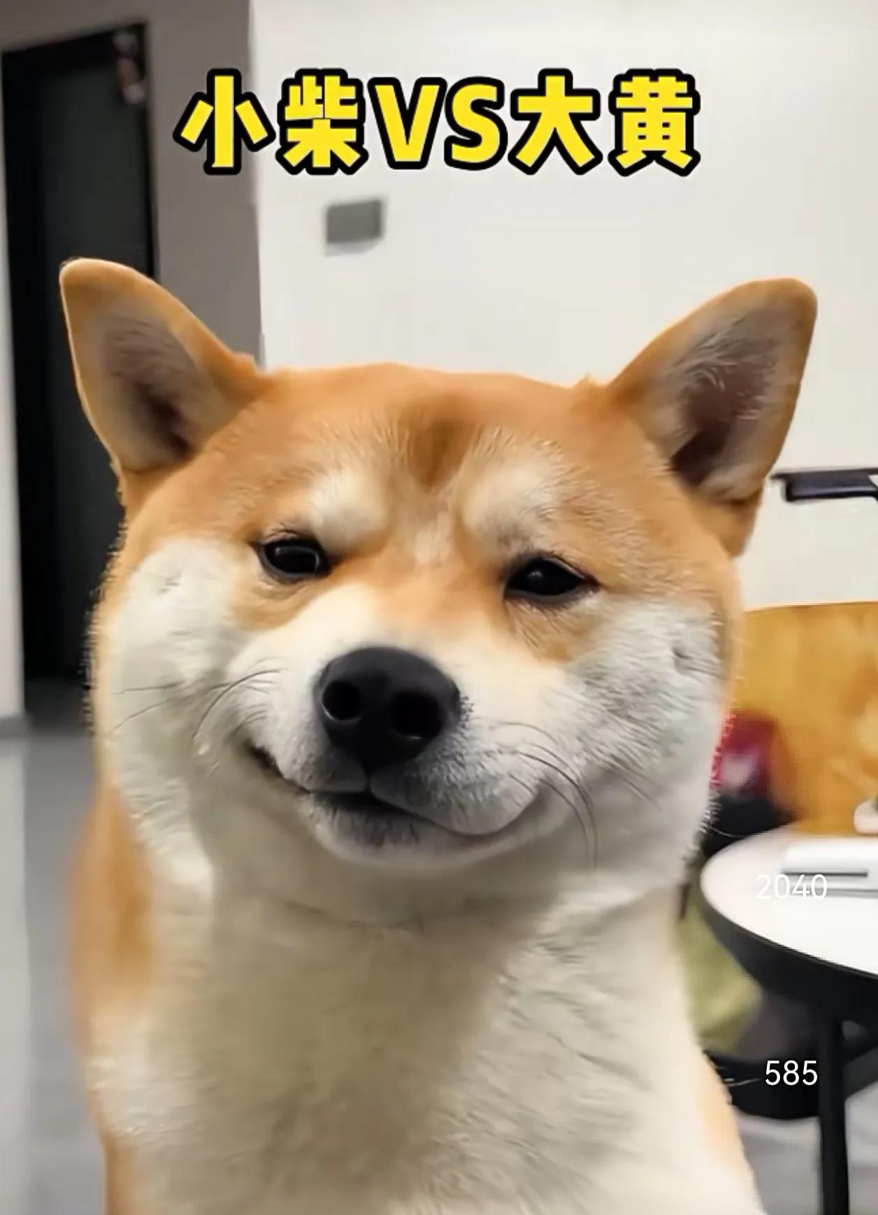 对比一下柴犬和大黄，还真应了咱们中国那句老话，武大郎玩夜猫子——什么人玩什么鸟！