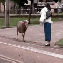 这只羊竟然记仇[捂脸哭]