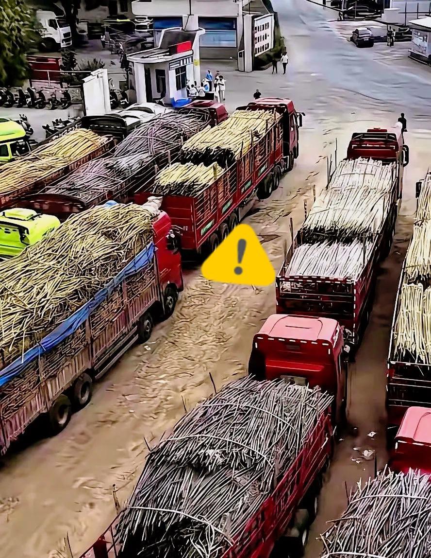 真心让人心里发凉，一向善待农户、从不拒收甘蔗的耀明糖厂，这回硬生生被伤了心。