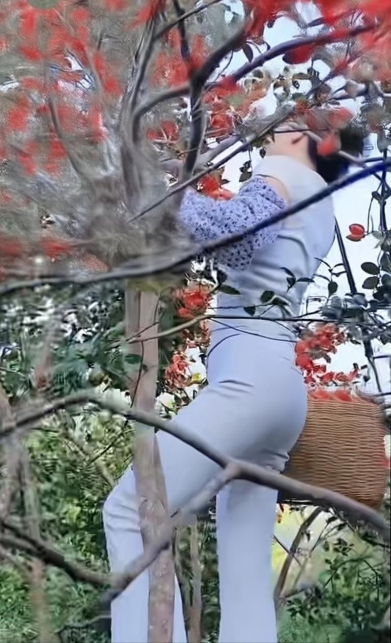 这是在摘柿子吧。树不大才能上去。我们这边收获大树上的柿子一般使竹夹子慢慢夹，不让