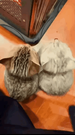 耳鬓厮磨小猫咪，萌萌哒怎能不叫人喜爱心疼[笑着哭]​​​