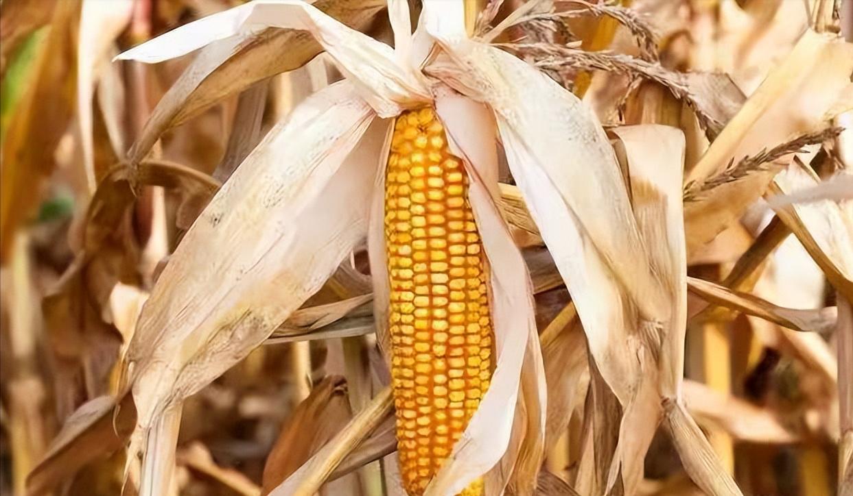 为什么玉米被认为是“外星植物”？一位种了半辈子地的老人告诉我，90%的人都不知道