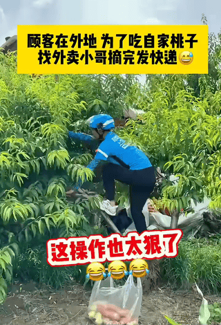 “太聪明了！”一位男子远在外地，心心念念老家果园熟了的桃子，嘴馋得不行，自己又没