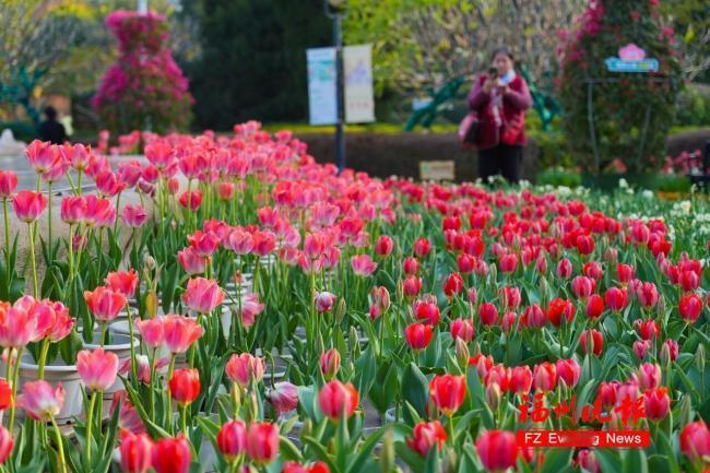 【30000多株！温泉公园郁金香花海太美了！】3万余株、1万多盆！福州温泉公