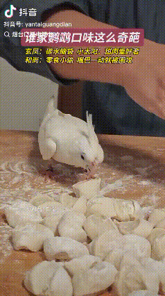 “萝卜白菜，各有所爱”！山东，男子家中养了9只鹦鹉，平时喂的是种子粮，如果把它们