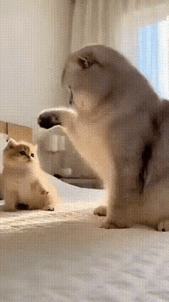 世间万物，有妈得孩子是个宝原来猫爸也怕老婆啊？[捂脸哭]