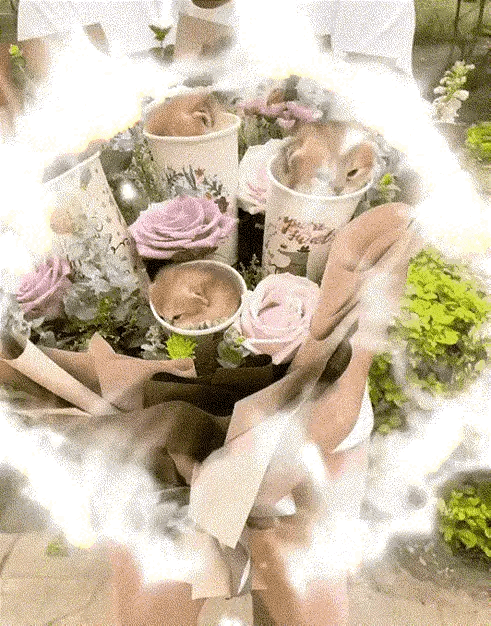 这样一束“猫咪”花，有谁会不喜欢呢？