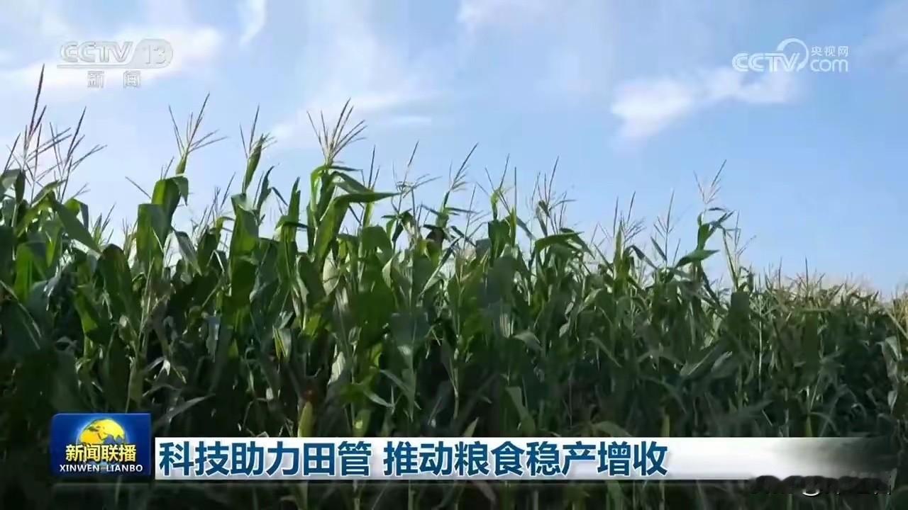 有人还在怀念“面朝黄土背朝天”的辛苦，可南阳700万亩玉米地里，年轻人正盯着手机