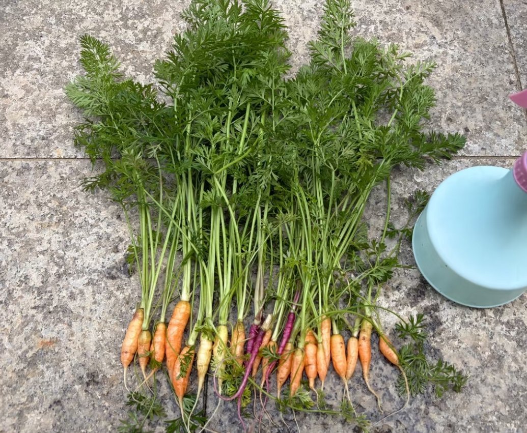 自己种的莴笋，胡萝卜，一盘凉拌莴笋估计得用半亩地的