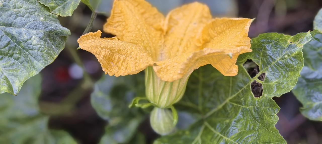 南瓜花开，静待瓜成菜园一隅，一片浓绿之间，一朵南瓜花热烈地绽开了。明艳的橙黄花