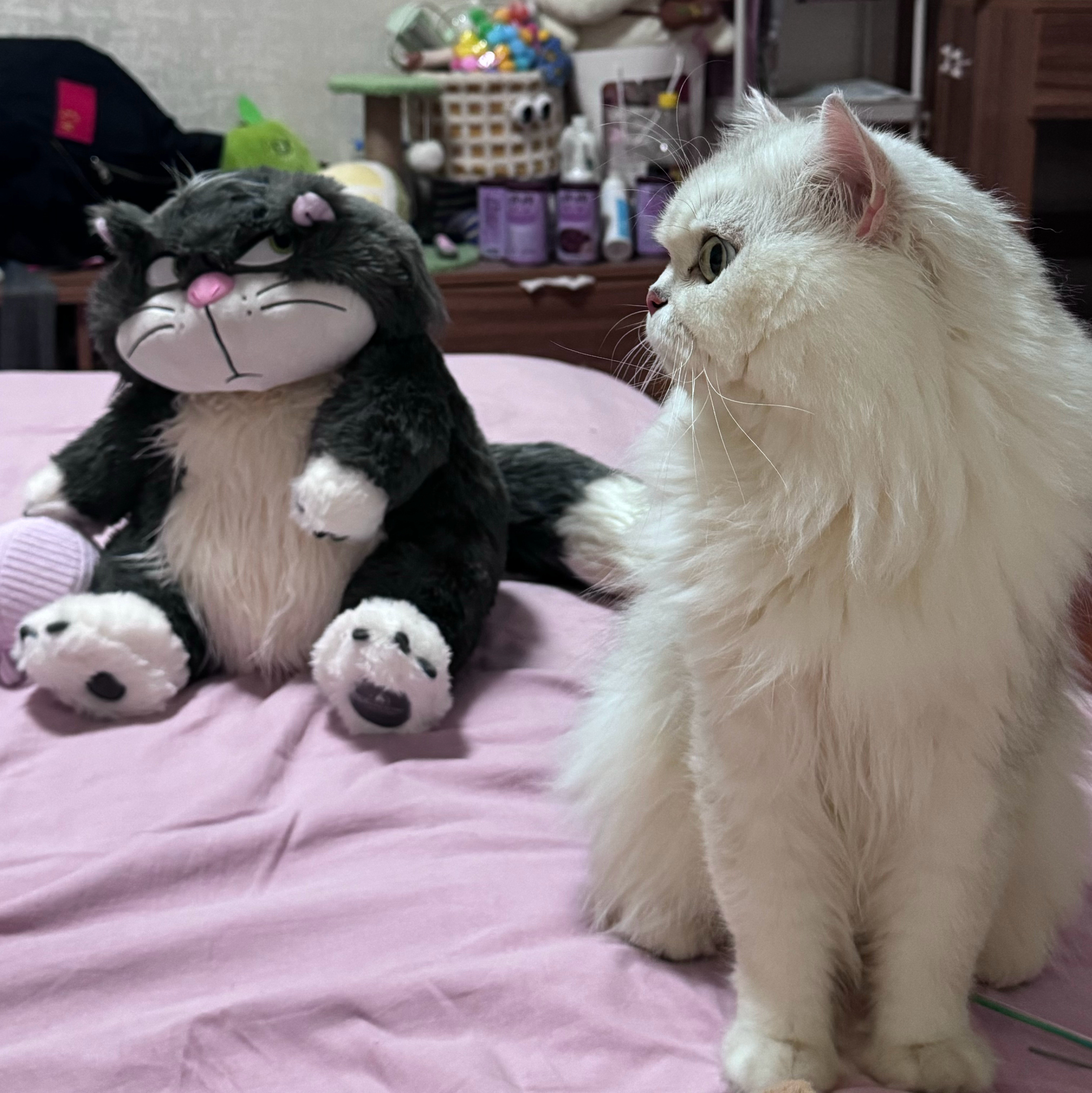 坏猫猫​​​