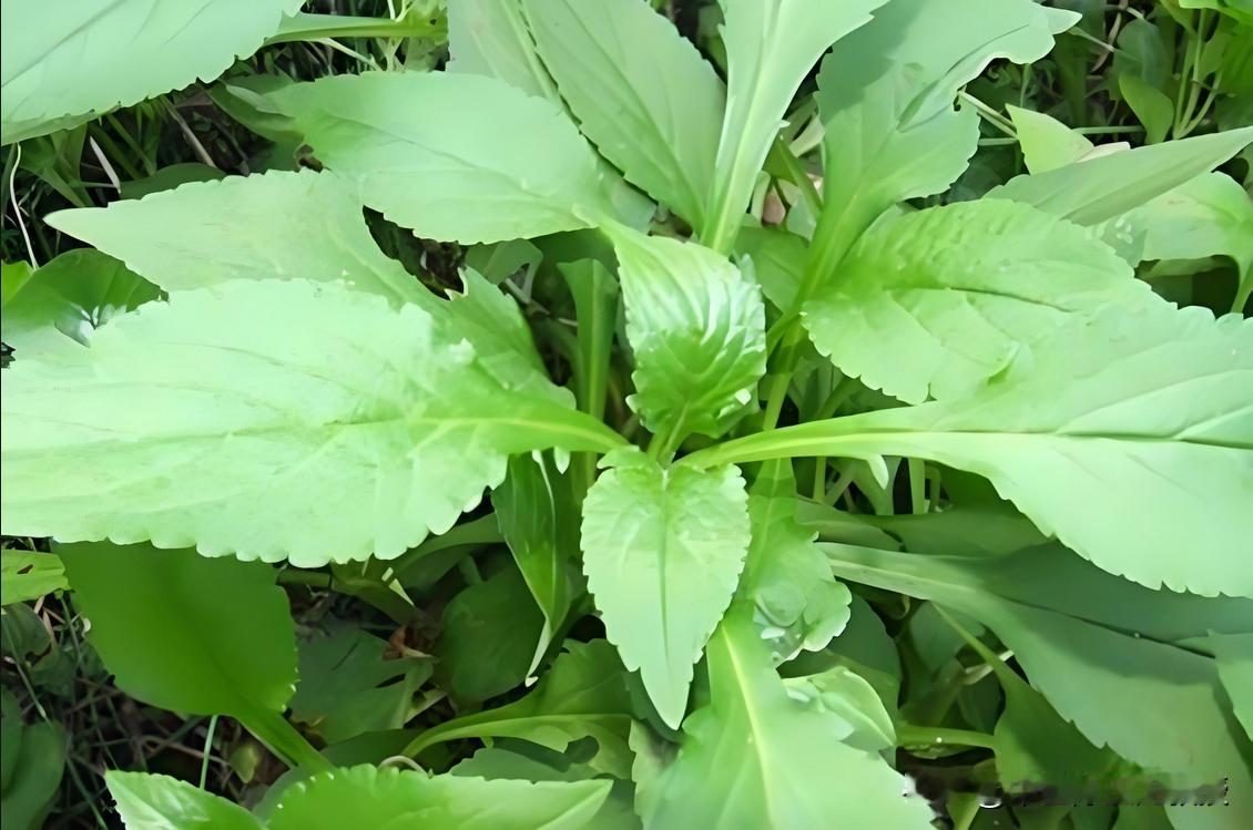 农村路边的“杂草”，竟是肠道息肉的“克星”！用对了连根拔除不留隐患你以为