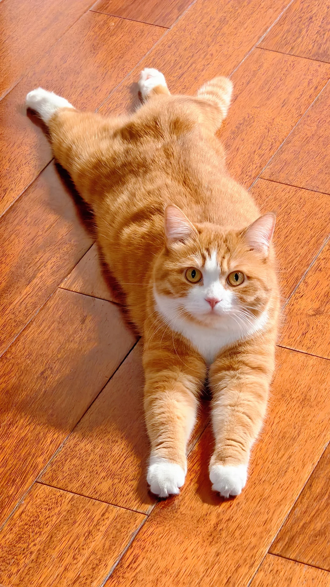 啊？全屏猫咪？