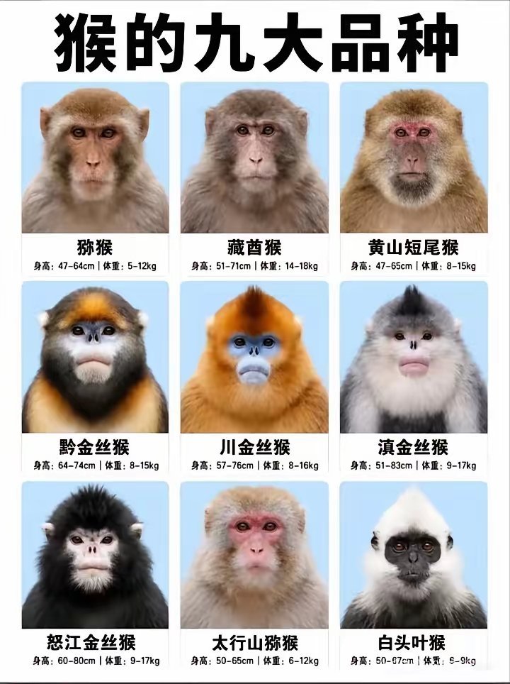 “中国9大品种的猴，最喜欢川金丝猴，你呢？”