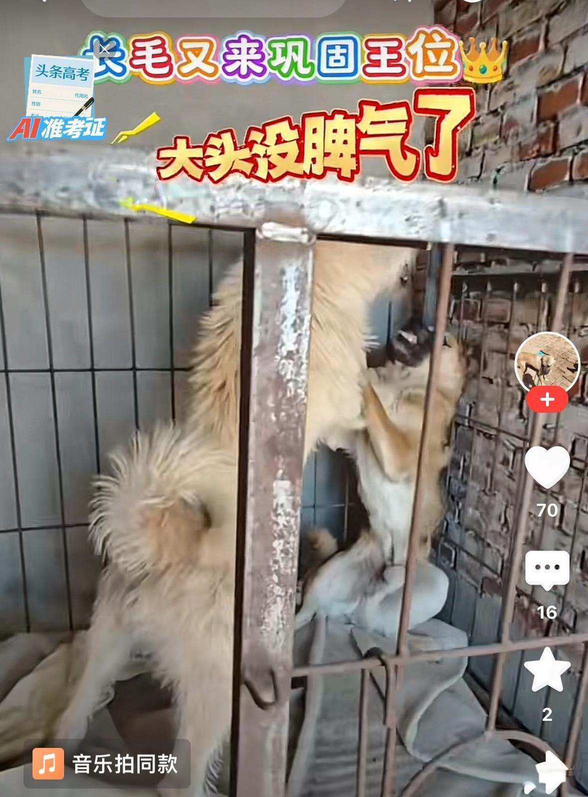 最近爆火的下司犬，感觉这只狗太适合当领导了。每次看到它的视频都有点揪心，因为看