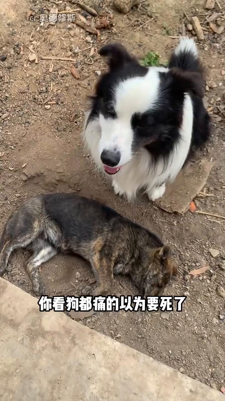 我就说痛经好痛，没人理解，你看狗都痛的以为要死了。网友家的虎斑小狗忽然好几天不