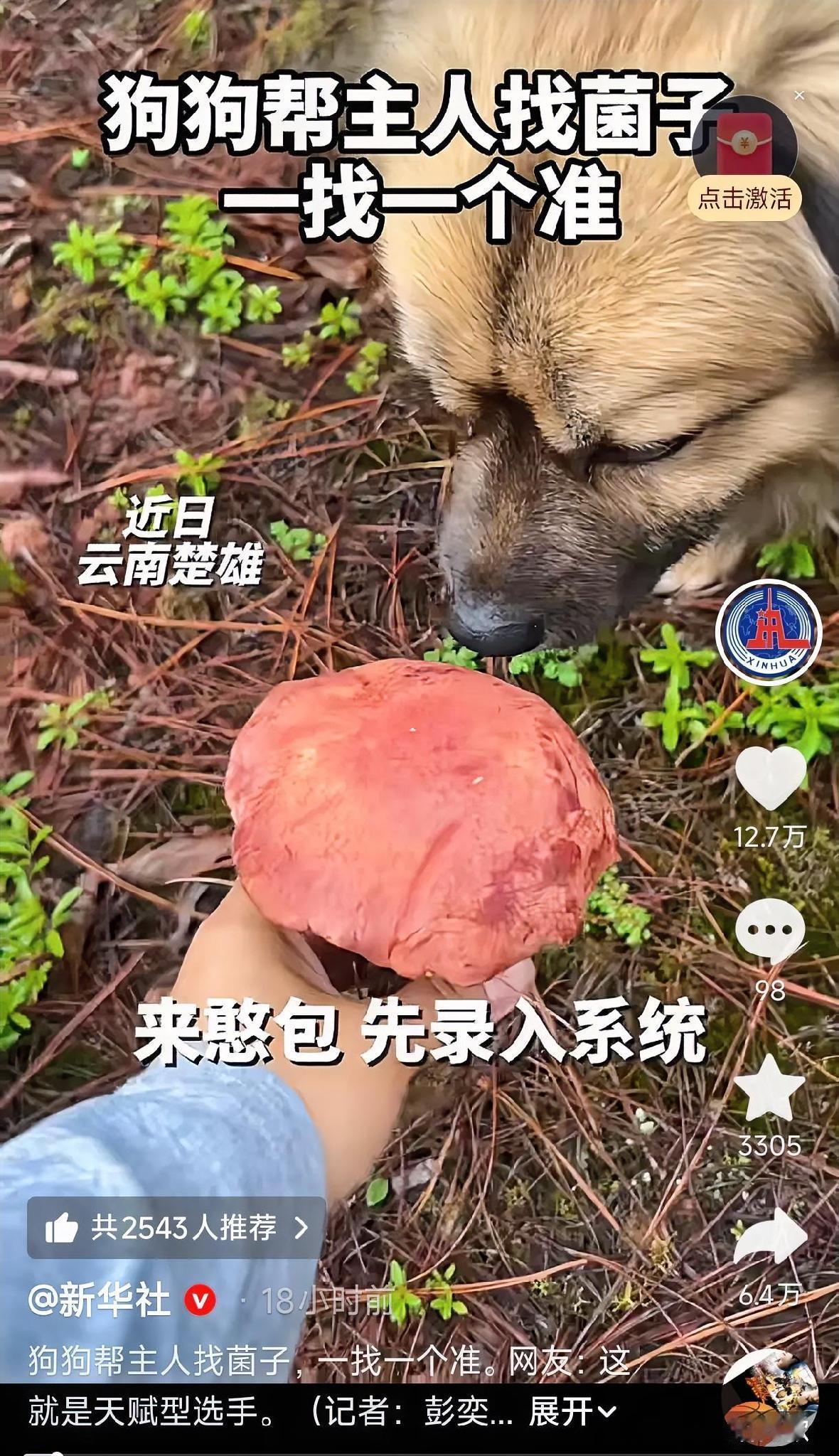 云南楚雄，一女子上山捡菌子，结果在山里转悠了半天，也没找到几个菌子，正发愁呢，突