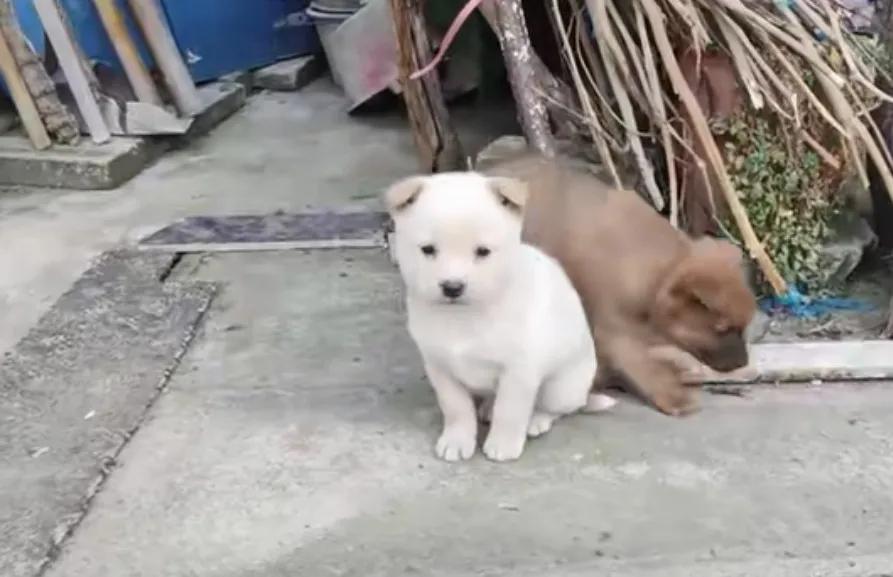羡慕两只小奶狗，前世可能是夫妻吧，天天在一起形影不离，一个白一个棕，在院子里好奇