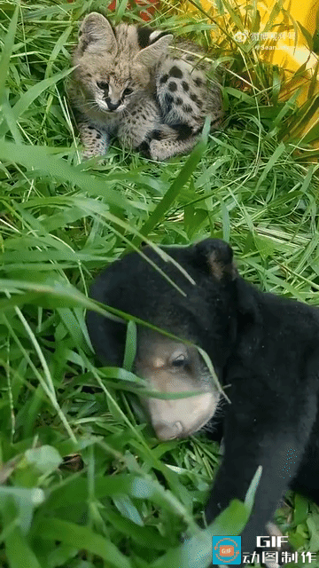 给熊宝吓坏了，大脑飞快过一遍这几天做的事🥲