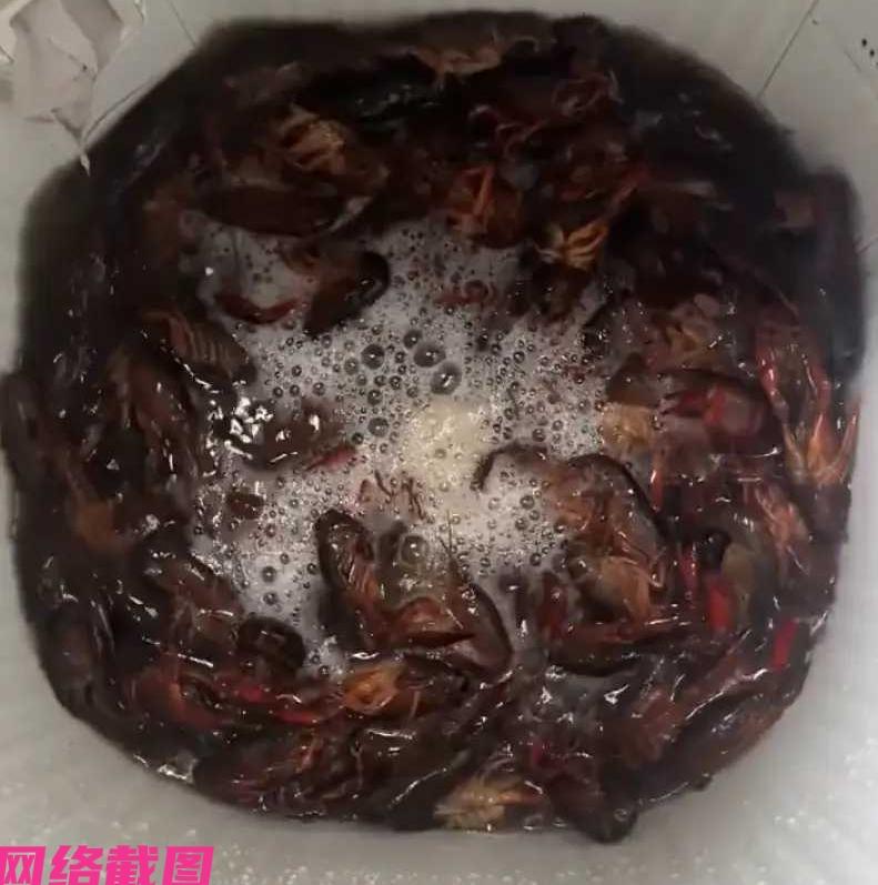 贵州某女子在自己的假期，买小龙虾没有认真放在盆里清洗，而是直接扔到了洗衣机里一番