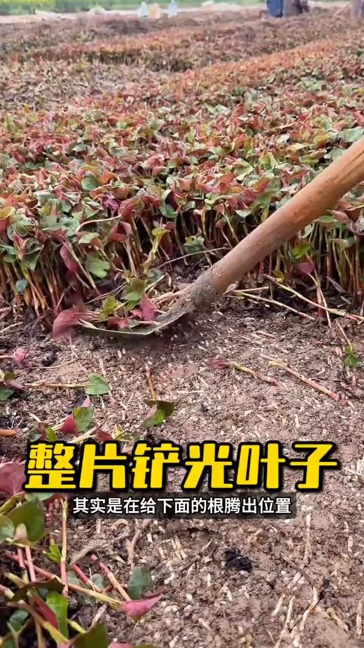 整片铲光叶子。大家注意看，这片鱼腥草必须整片铲掉，不然再长下去下面的根会越长越