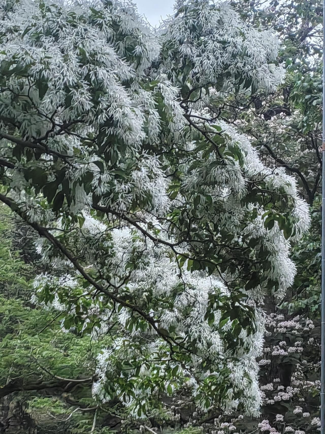 邻居北京市一日游圆满结束。欣赏皇家公园景山公园牡丹花，流苏花，琼花等。