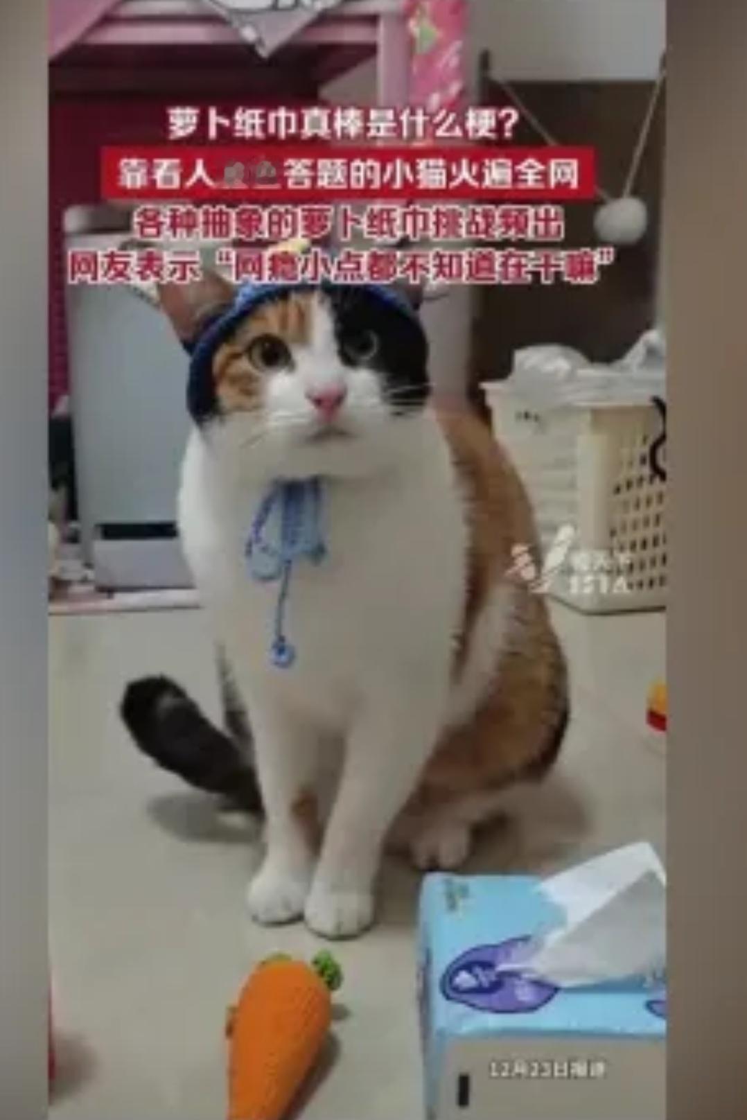 最近全网被“萝卜纸巾猫”萌化了！博主“超级无敌大开门”家的三花猫，靠盲猜萝卜和纸